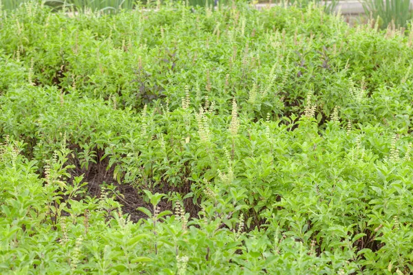 Nahaufnahme von Thai-Basilikum oder süßem Basilikum im Garten — Stockfoto