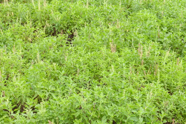 Thai fesleğeni ya da tatlı fesleğeni bahçeye yakın.