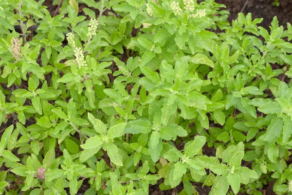 Primer plano de albahaca tailandesa o albahaca dulce en el jardín — Foto de Stock