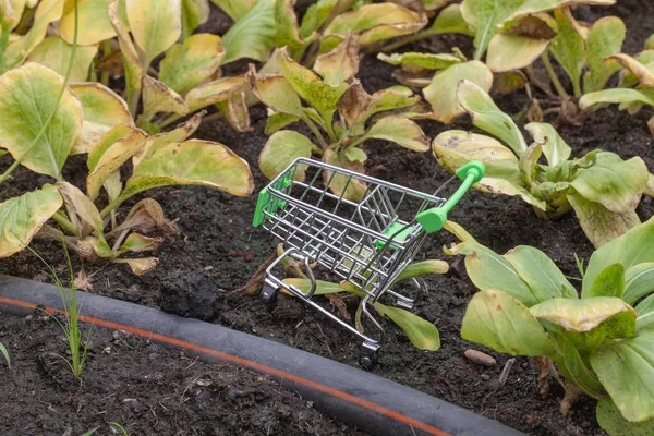 mini supermarket cart in lettuce plant farm