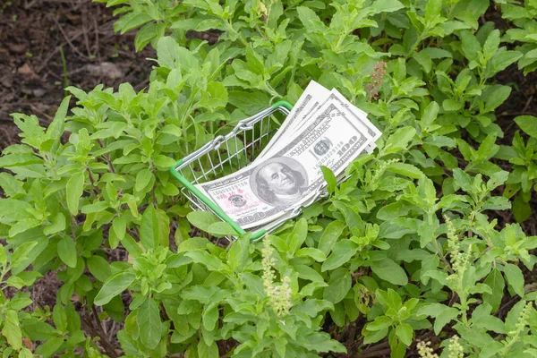 mini supermarket cart on plant at farm