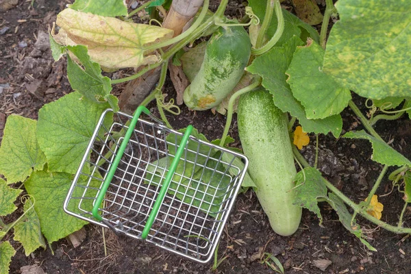 mini supermarket cart on plant at farm