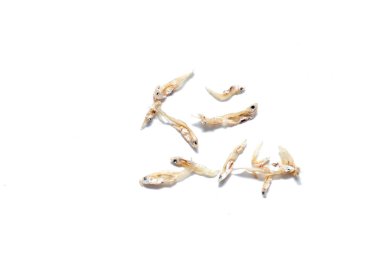 Tayland 'ın güneyindeki yerel küçük balıklar