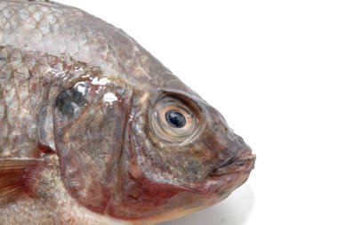 Tilapia balığını beyaz arkaplanda kapat