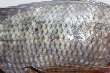 Tilapia balığını beyaz arkaplanda kapat