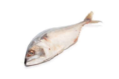 Beyaz arkaplanda ton balığını kapat