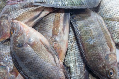 Tilapia balığını beyaz arkaplanda kapat