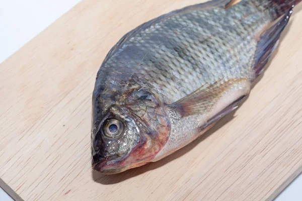 Tilapia kala puulaudalla valkoisella taustalla — kuvapankkivalokuva