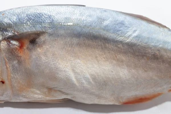 Aproape de ton pește pe fundal alb — Fotografie, imagine de stoc