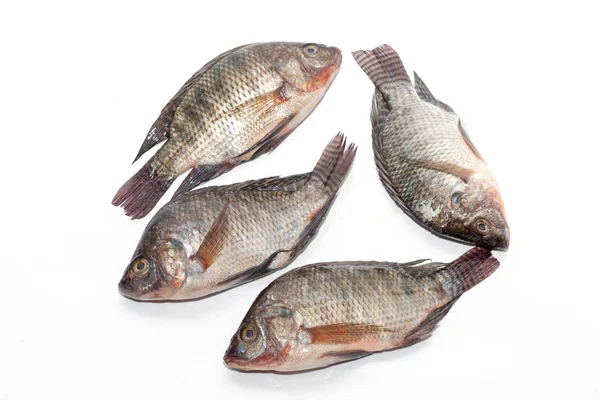 Nahaufnahme von Tilapia-Fischen auf weißem Hintergrund — Stockfoto