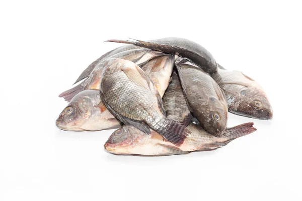 Primo piano di pesce Tilapia su sfondo bianco — Foto Stock
