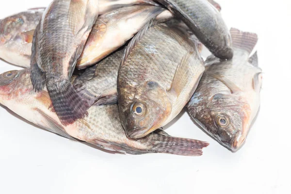 Close-up van Tilapia vis op witte achtergrond — Stockfoto