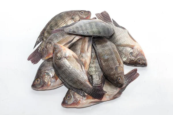 Primer plano del pez tilapia sobre fondo blanco —  Fotos de Stock