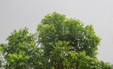 Şiddetli rüzgâr yağmurlu bir günde ağaçta