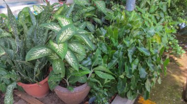 Tayland 'daki bahçede küçük bir ağaç