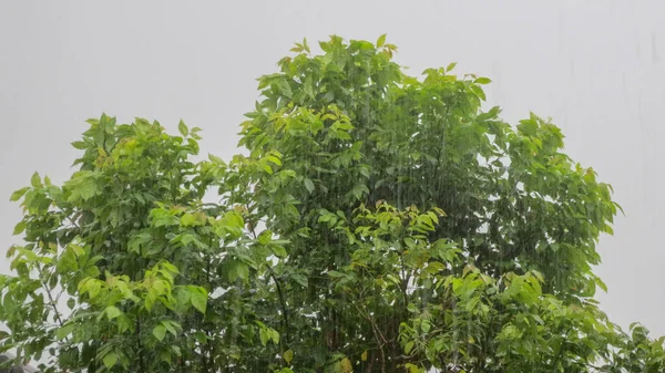 Δυνατός άνεμος στο δέντρο τις βροχερές μέρες — Φωτογραφία Αρχείου