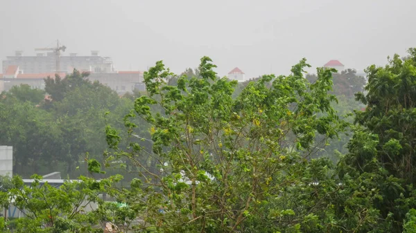 Forte vento sull'albero nei giorni di pioggia — Foto Stock