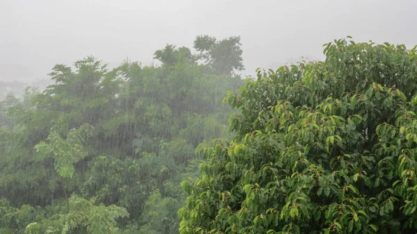 Viento fuerte en el árbol en días lluviosos — Foto de Stock