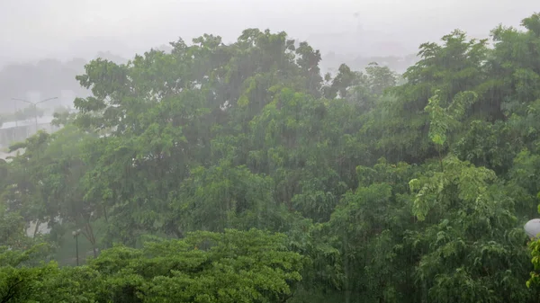 Сильный ветер на дереве в дождливый день — стоковое фото