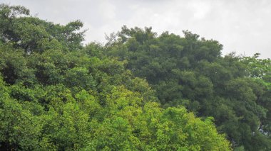 Şiddetli rüzgâr yağmurlu bir günde ağaçta