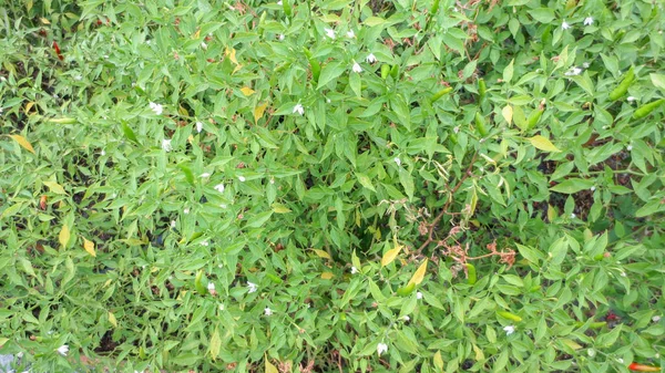 Primo piano della piantagione di peperoncino in giardino — Foto Stock