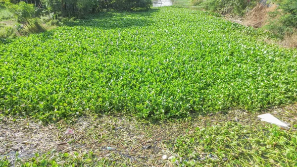 Fresh green water hyacinth blocking water flow over canal in thailand — 스톡 사진