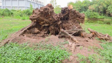 Tayland 'da kuru, büyük bir kökü var.
