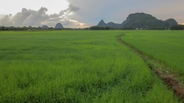 Phatthalung, Tayland 'da dağ ve fişekli güzel pirinç tarlaları