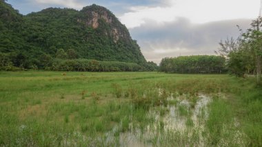 Phatthalung, Tayland 'da sabah dağlı güzel pirinç tarlası