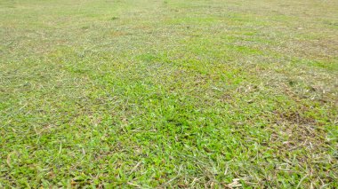 Futbol sahasında yeşil çimlerin arkaplan dokusu