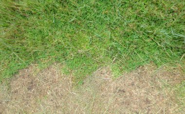 Futbol sahası arkaplan dokusunda farklı yeşil çimen rengi