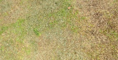 Tayland 'da yeşil çimen arka plan dokusu