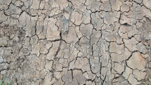Fissure grise du sol séché texture de fond — Photo