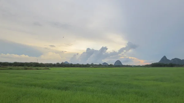 Hermoso campo de arroz con montaña y bengala en Phatthalung, Tailandia —  Fotos de Stock