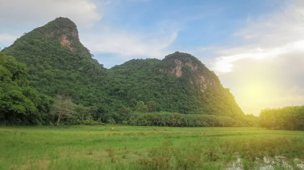 Beautiful rice field with mountain in the morning at Phatthalung, Thailand — Stock Photo, Image