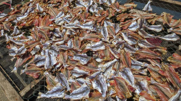 Primer plano de pescado seco salado en Phatthalung, Tailandia —  Fotos de Stock