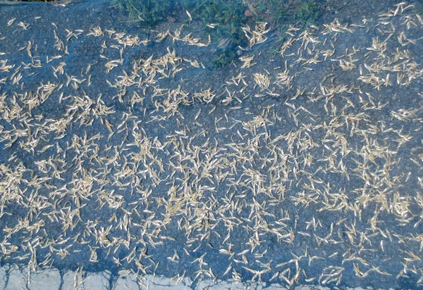 Pescado seco salado en la calle en Phatthalung, estilo tailandés —  Fotos de Stock