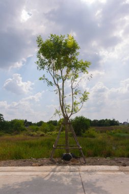 Beton yolun yanında taze bitki yetişiyor.