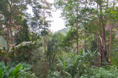Doi Mon Jong, Chiang Mai, Tayland 'da dağın yakınında sisli bir çam ağacı ormanı.