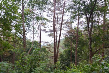 Doi Mon Jong, Chiang Mai, Tayland 'da dağın yakınında sisli bir çam ağacı ormanı.