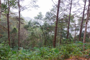 Doi Mon Jong, Chiang Mai, Tayland 'da dağın yakınında sisli bir çam ağacı ormanı.