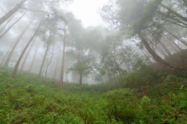 Doi Mon Jong, Chiang Mai, Tayland 'da dağın yakınında sisli bir çam ağacı ormanı.