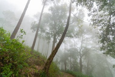 Doi Mon Jong, Chiang Mai, Tayland 'da dağın yakınında sisli bir çam ağacı ormanı.