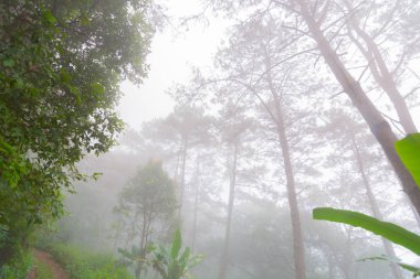 Doi Mon Jong, Chiang Mai, Tayland 'da dağın yakınında sisli bir çam ağacı ormanı.