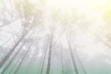 Doi Mon Jong, Chiang Mai, Tayland 'da dağın yakınında sisli bir çam ağacı ormanı.