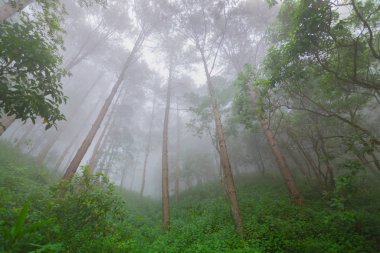Doi Mon Jong, Chiang Mai, Tayland 'da dağın yakınında sisli bir çam ağacı ormanı.