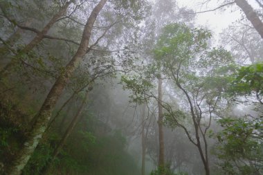 Doi Mon Jong, Chiang Mai, Tayland 'da dağın yakınında sisli bir çam ağacı ormanı.
