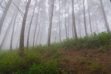 Doi Mon Jong, Chiang Mai, Tayland 'da dağın yakınında sisli bir çam ağacı ormanı.
