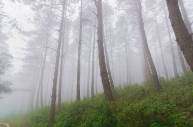 Doi Mon Jong, Chiang Mai, Tayland 'da dağın yakınında sisli bir çam ağacı ormanı.