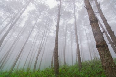 Doi Mon Jong, Chiang Mai, Tayland 'da dağın yakınında sisli bir çam ağacı ormanı.